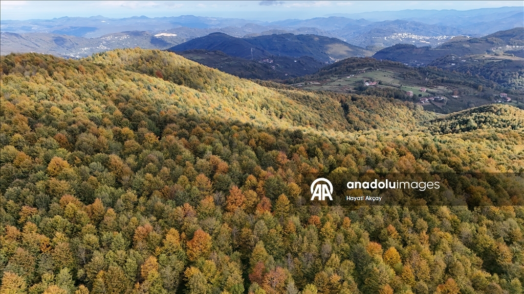 Ordu'da sonbaharın renkleri havadan görüntülendi