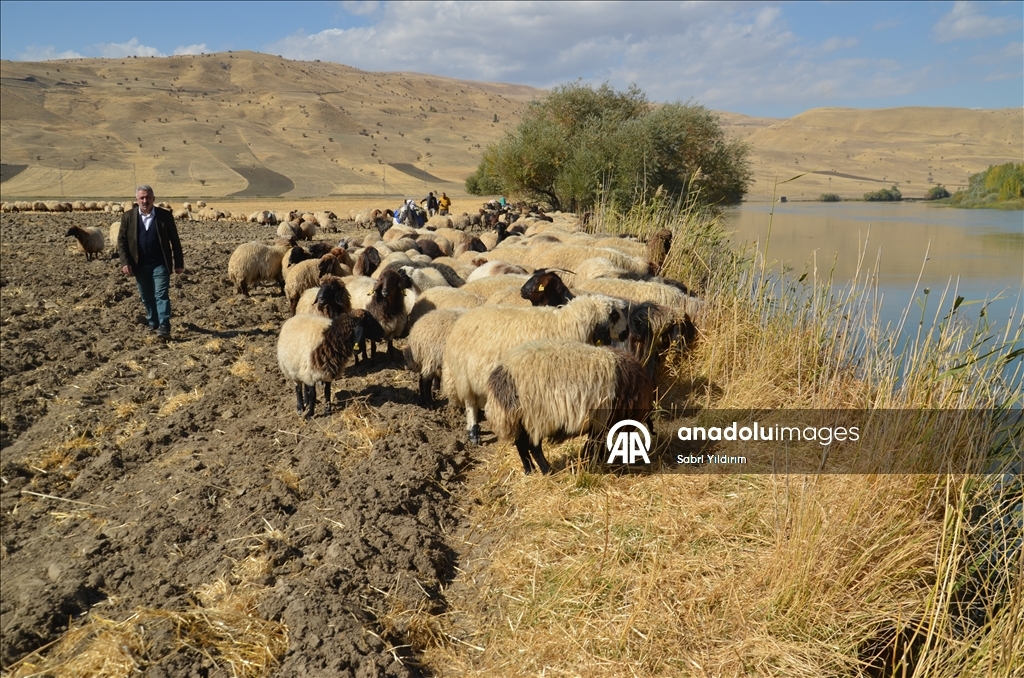 Muş'ta göçerler havanın soğumasıyla dönüş yolculuğuna başladı