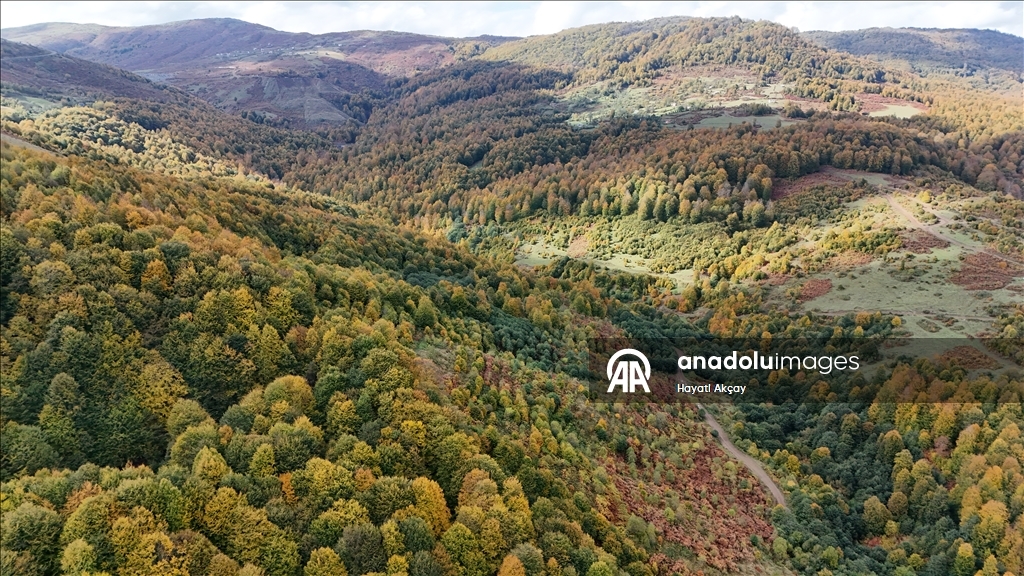 Ordu'da sonbaharın renkleri havadan görüntülendi