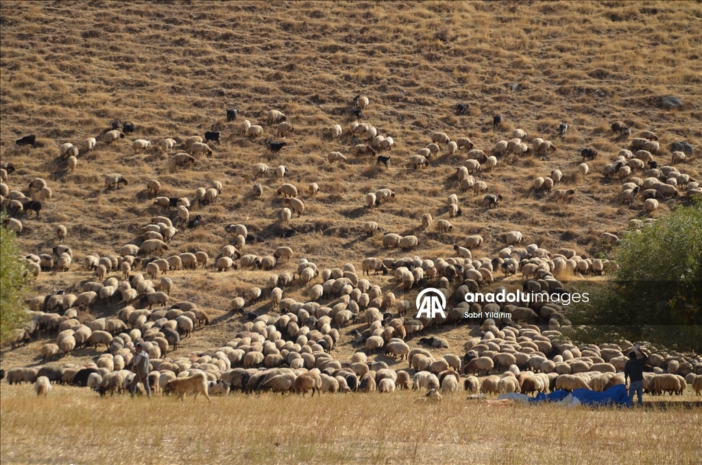 Muş'ta göçerler havanın soğumasıyla dönüş yolculuğuna başladı