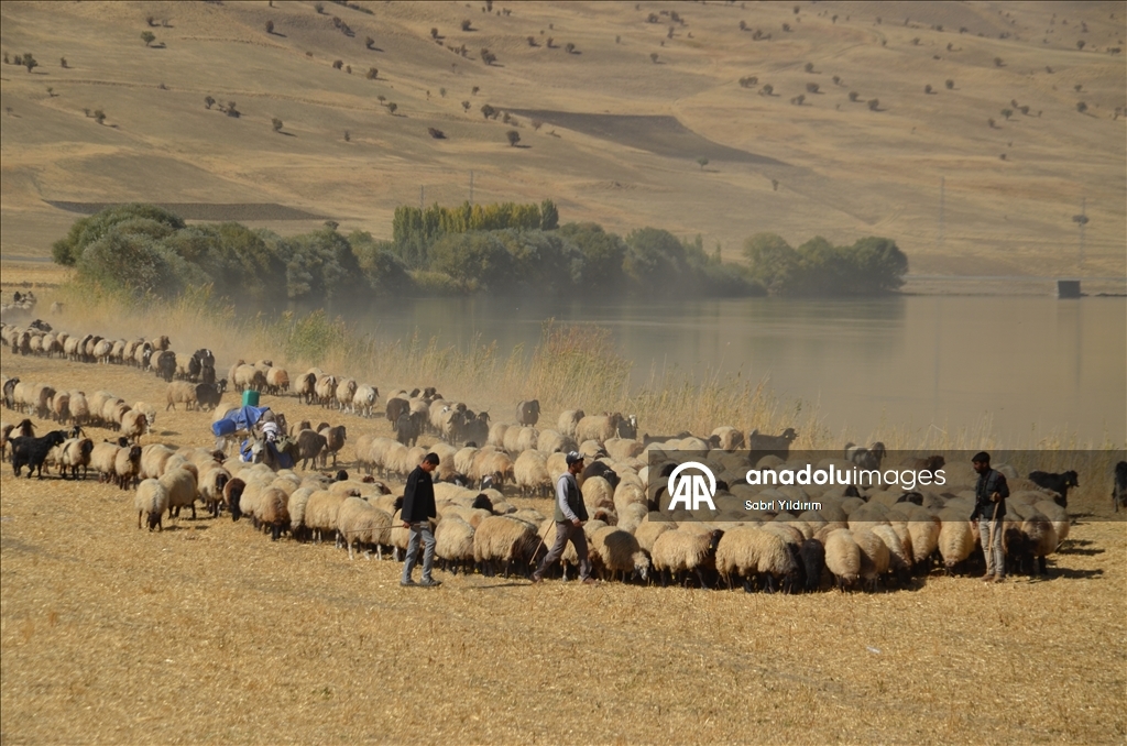 Muş'ta göçerler havanın soğumasıyla dönüş yolculuğuna başladı