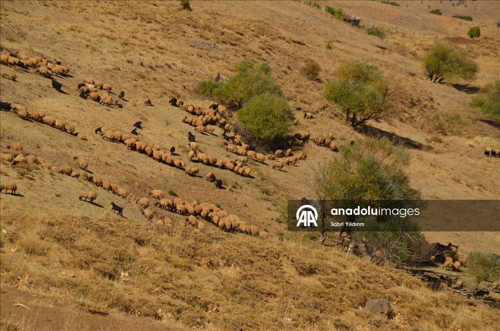 Muş'ta göçerler havanın soğumasıyla dönüş yolculuğuna başladı