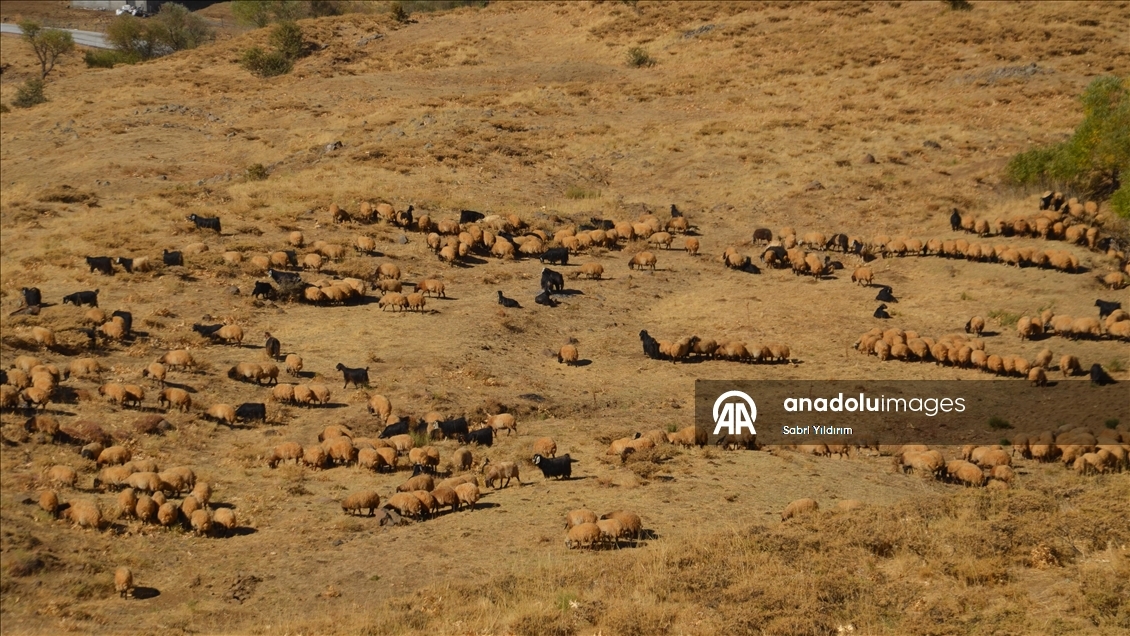 Muş'ta göçerler havanın soğumasıyla dönüş yolculuğuna başladı