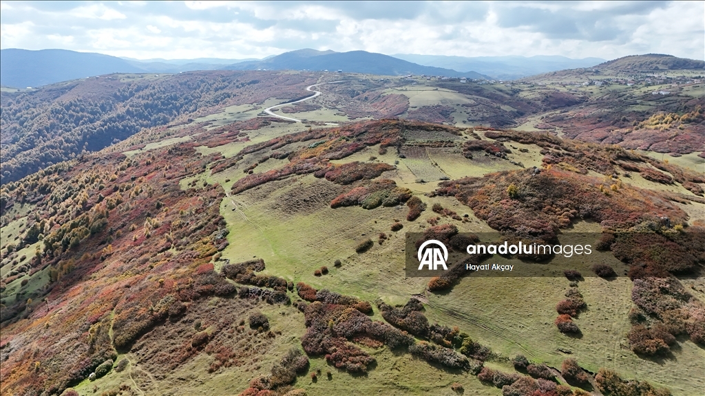 Ordu'da sonbaharın renkleri havadan görüntülendi