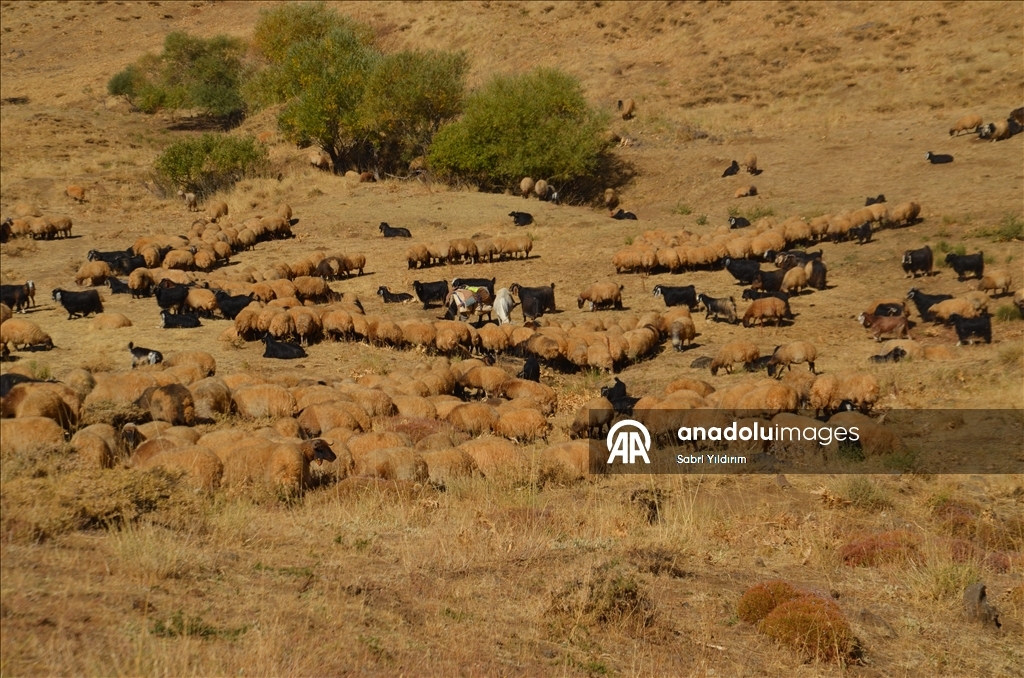 Muş'ta göçerler havanın soğumasıyla dönüş yolculuğuna başladı