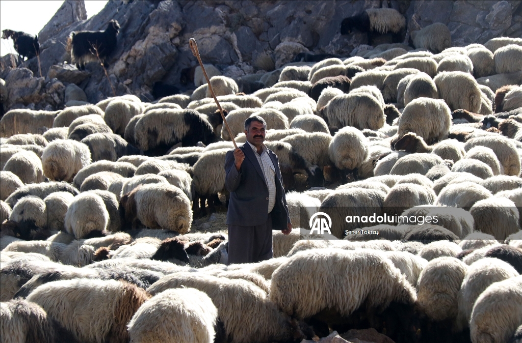 Bitlis'te göçerler havanın soğumasıyla dönüş yolculuğuna başladı