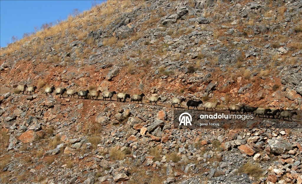 Bitlis'te göçerler havanın soğumasıyla dönüş yolculuğuna başladı