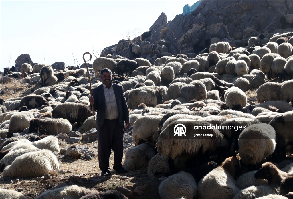 Bitlis'te göçerler havanın soğumasıyla dönüş yolculuğuna başladı