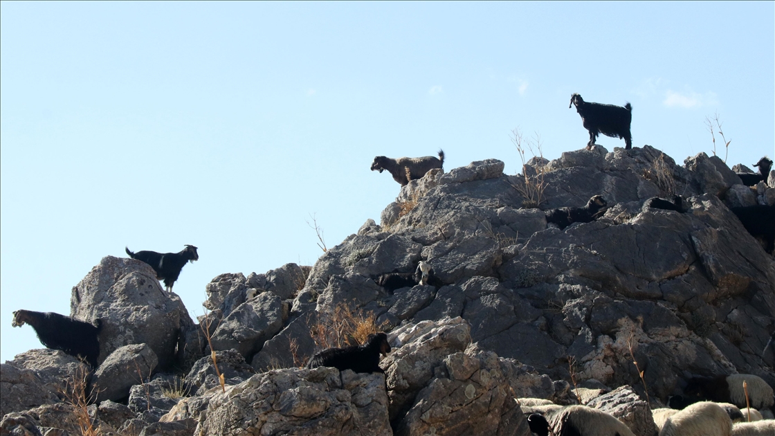 Bitlis'te göçerler havanın soğumasıyla dönüş yolculuğuna başladı