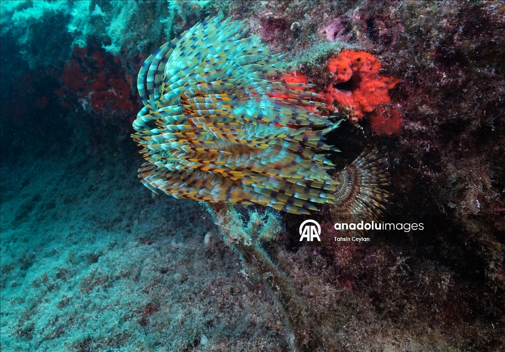 Karaburun’s blue depths welcome diving enthusiasts in Turkiye's Izmir