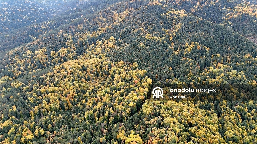 "Orman denizi" Karabük'te sonbaharın renkleri havadan görüntülendi