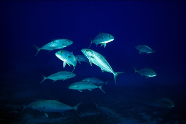 Karaburun’s blue depths welcome diving enthusiasts in Turkiye's Izmir