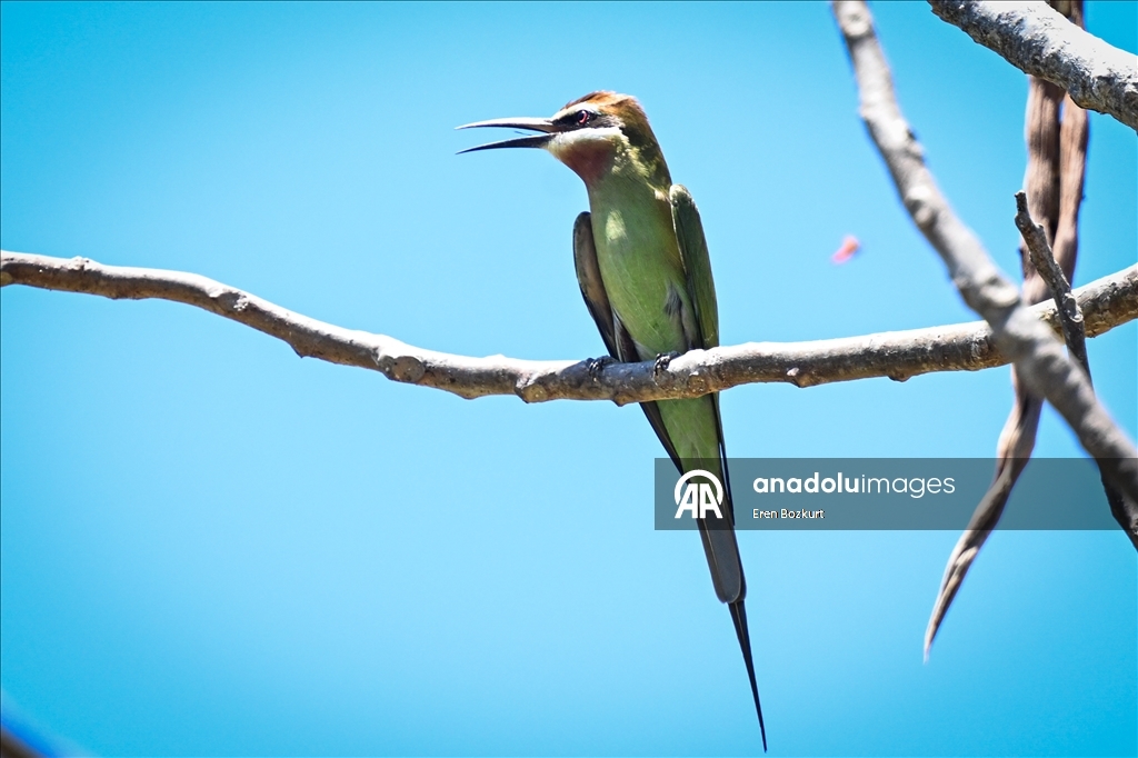 Madagaskar'ın kuş türleri doğaseverlerin beğenisini topluyor