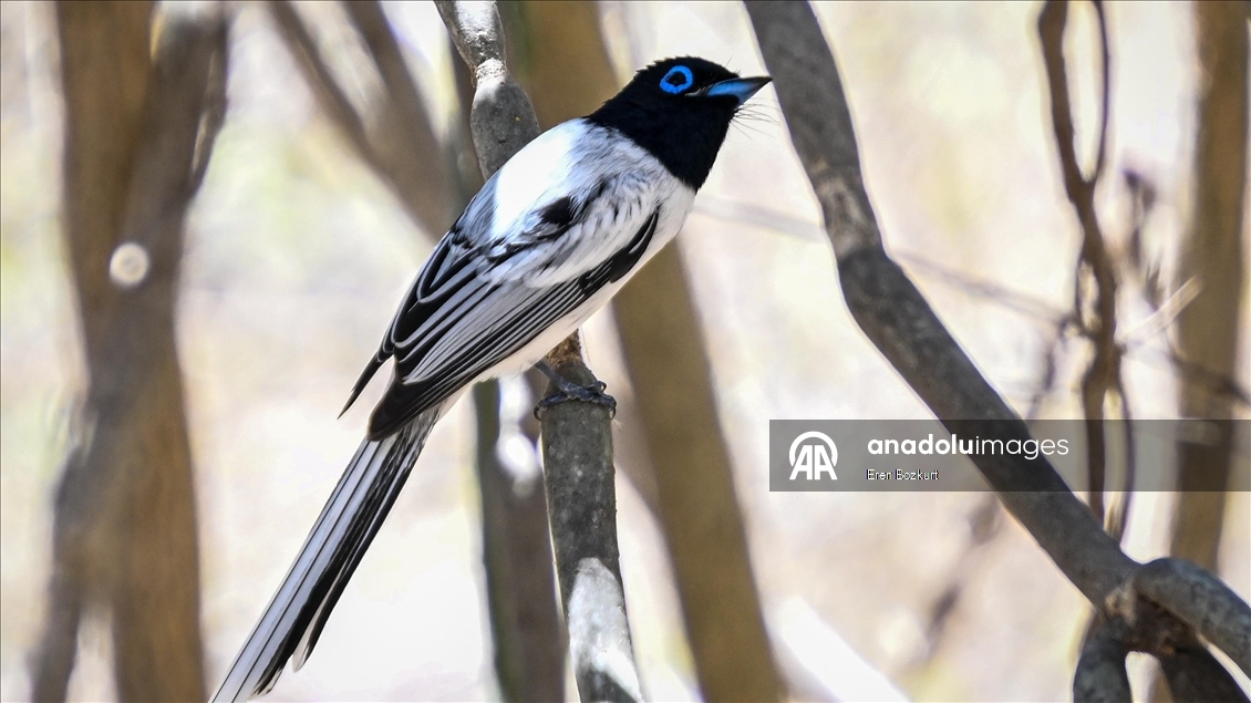 Madagaskar'ın kuş türleri doğaseverlerin beğenisini topluyor