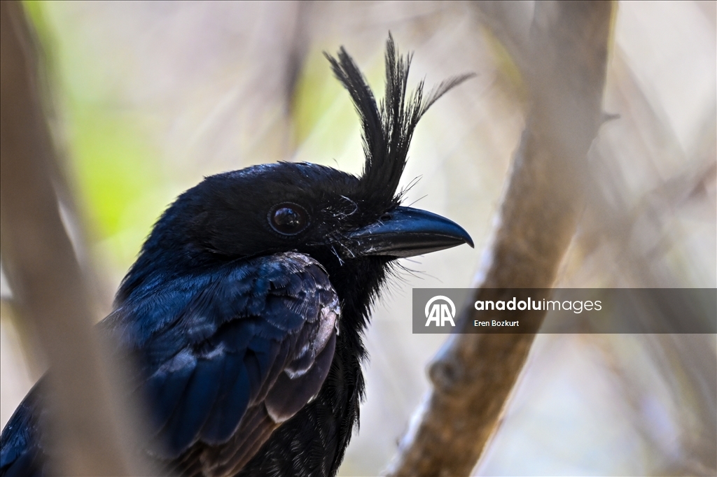 Madagaskar'ın kuş türleri doğaseverlerin beğenisini topluyor