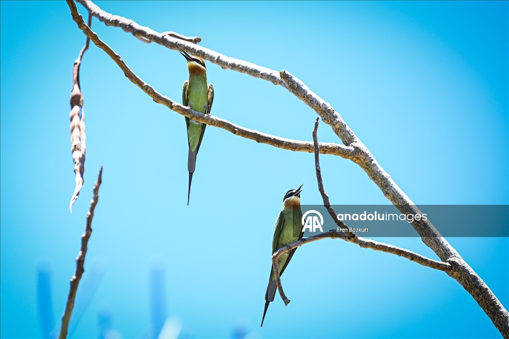 Bird species of Madagascar attract nature enthusiasts