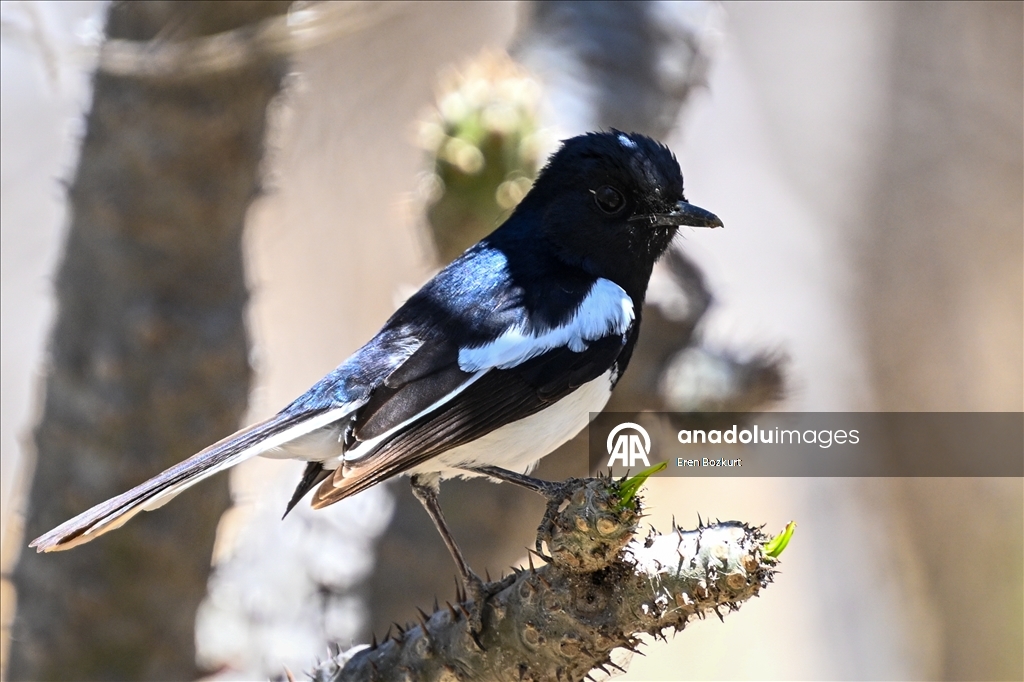 Madagaskar'ın kuş türleri doğaseverlerin beğenisini topluyor
