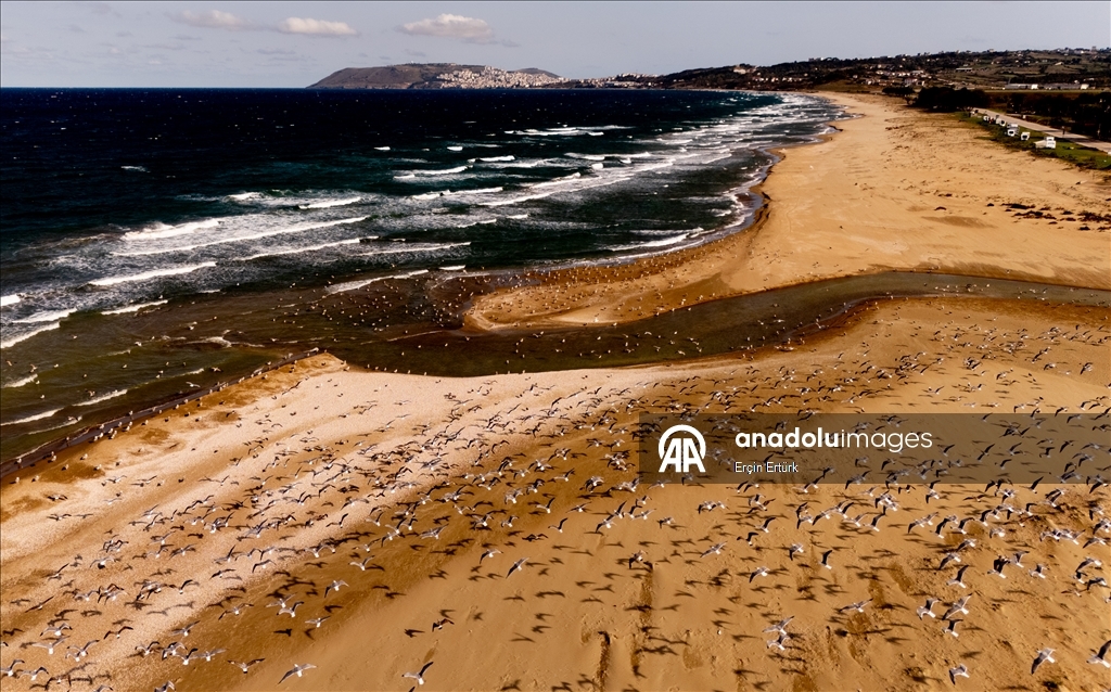 Seagulls, the emblematic birds of Turkiye’s Sinop