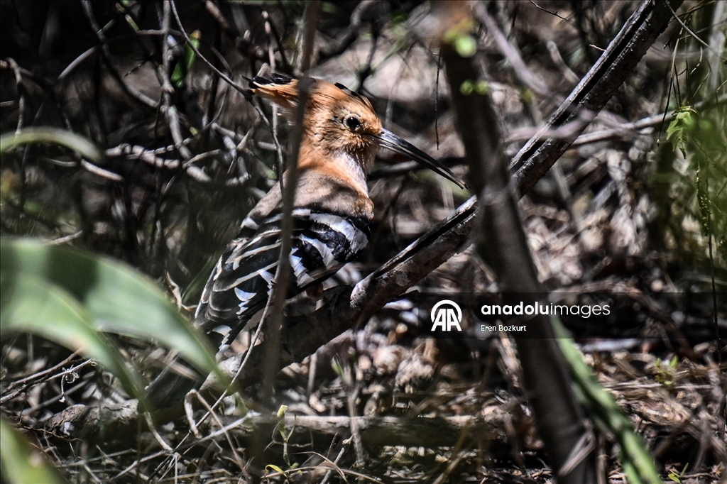 Madagaskar'ın kuş türleri doğaseverlerin beğenisini topluyor