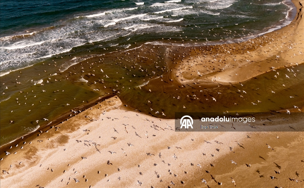 Seagulls, the emblematic birds of Turkiye’s Sinop