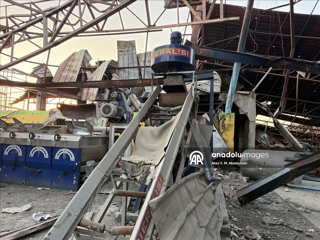 Израильская агрессия разрушила производство оливкового масла в Газе