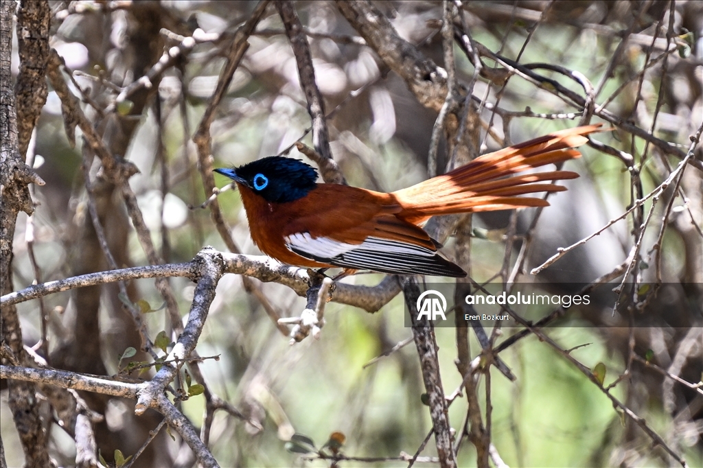 Madagaskar'ın kuş türleri doğaseverlerin beğenisini topluyor