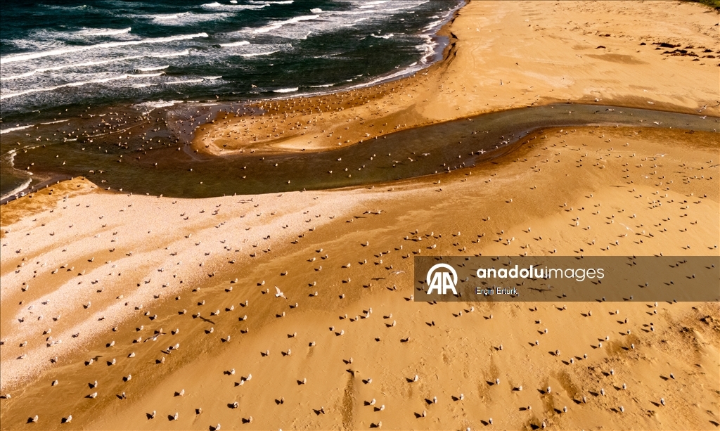 Seagulls, the emblematic birds of Turkiye’s Sinop