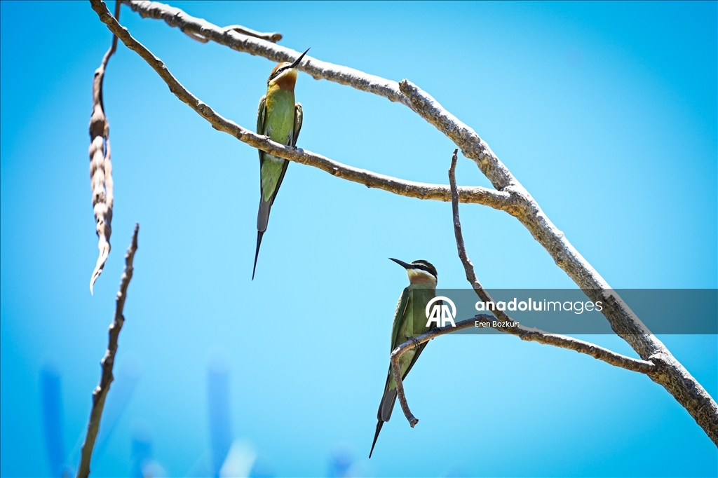 Madagaskar'ın kuş türleri doğaseverlerin beğenisini topluyor