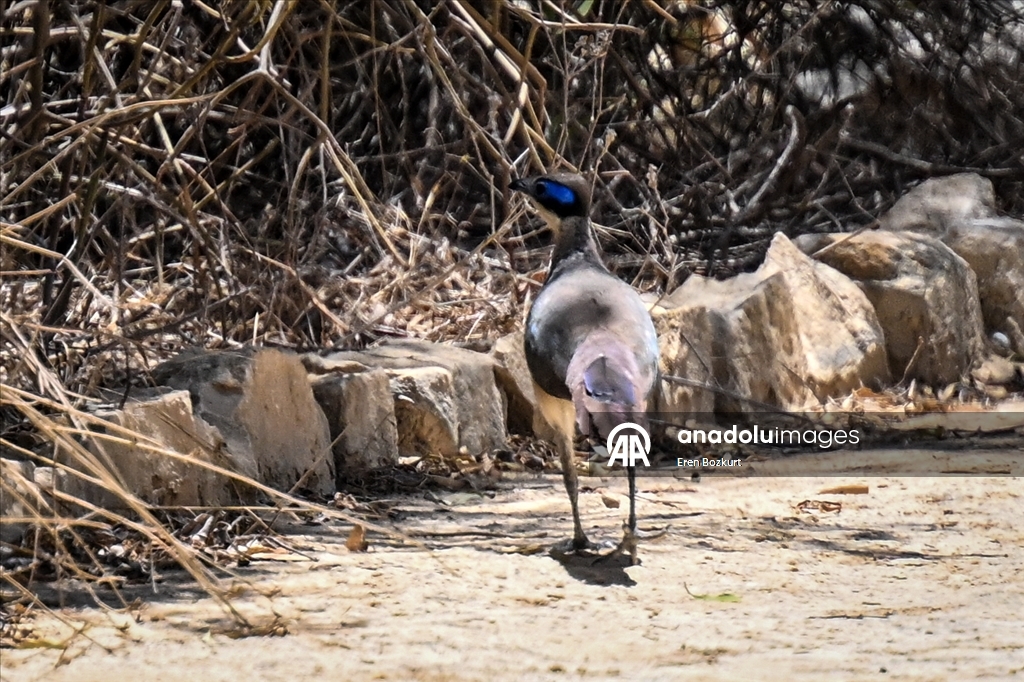 Bird species of Madagascar attract nature enthusiasts