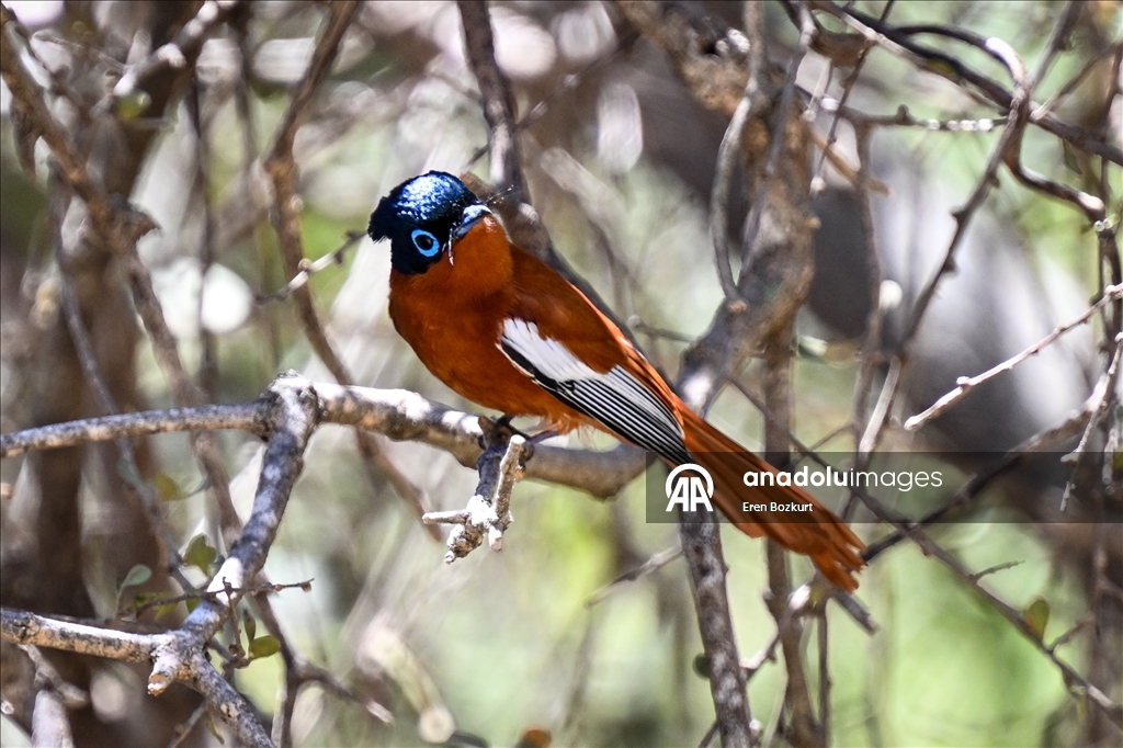 Madagaskar'ın kuş türleri doğaseverlerin beğenisini topluyor