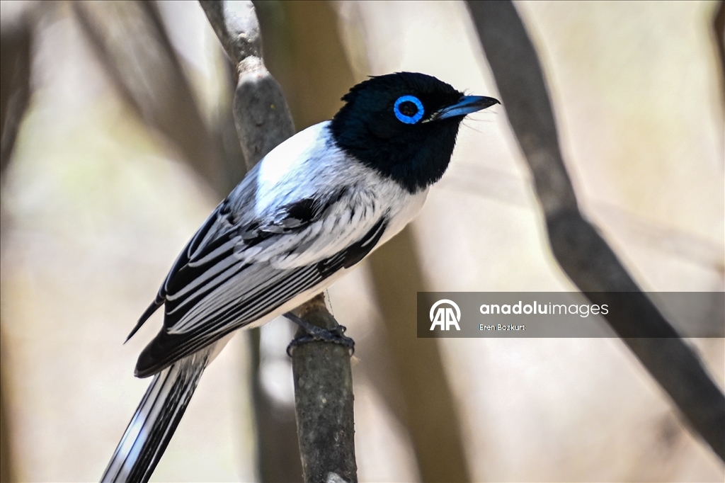 Madagaskar'ın kuş türleri doğaseverlerin beğenisini topluyor