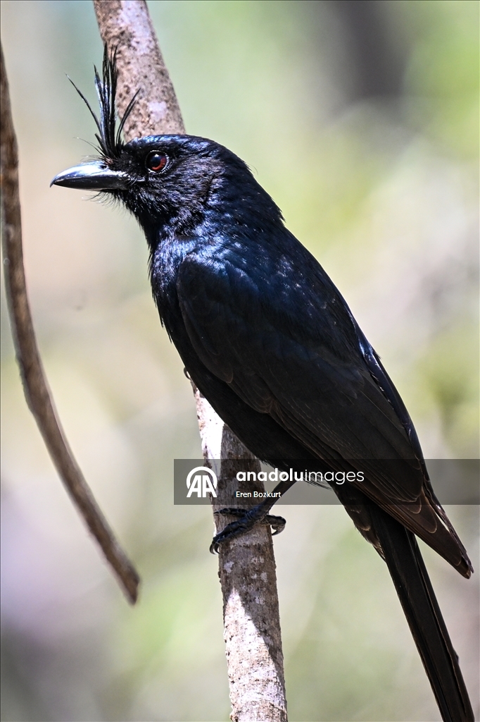 Madagaskar'ın kuş türleri doğaseverlerin beğenisini topluyor