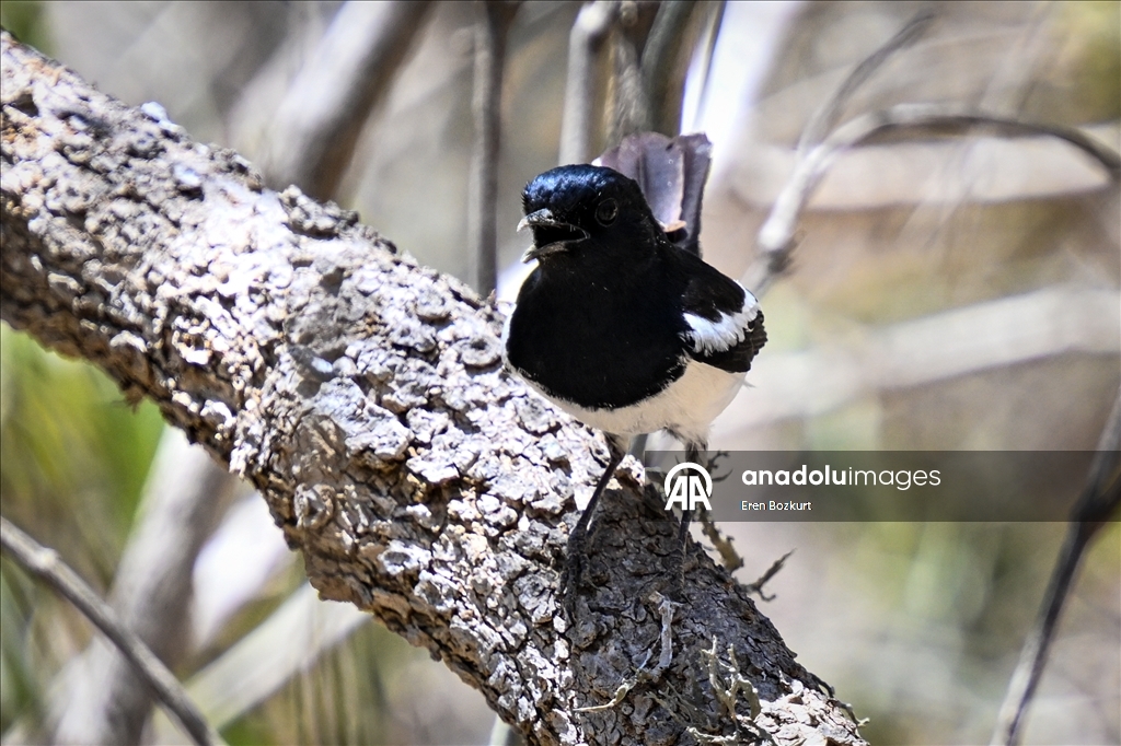 Madagaskar'ın kuş türleri doğaseverlerin beğenisini topluyor