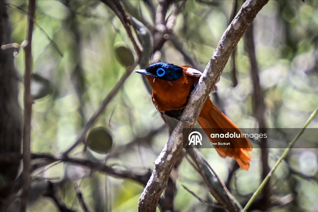 Madagaskar'ın kuş türleri doğaseverlerin beğenisini topluyor