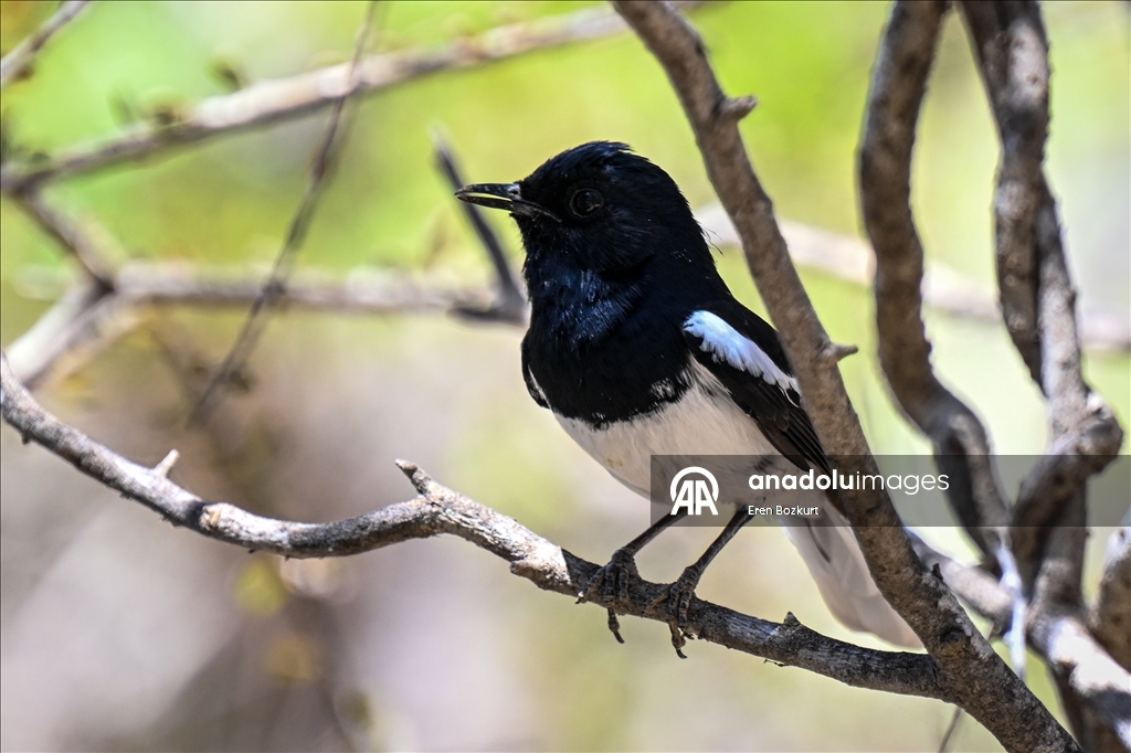 Bird species of Madagascar attract nature enthusiasts