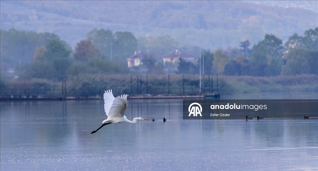 Yeniçağa Gölü Kuş Cenneti'nde sonbahar renkleri hakim oldu