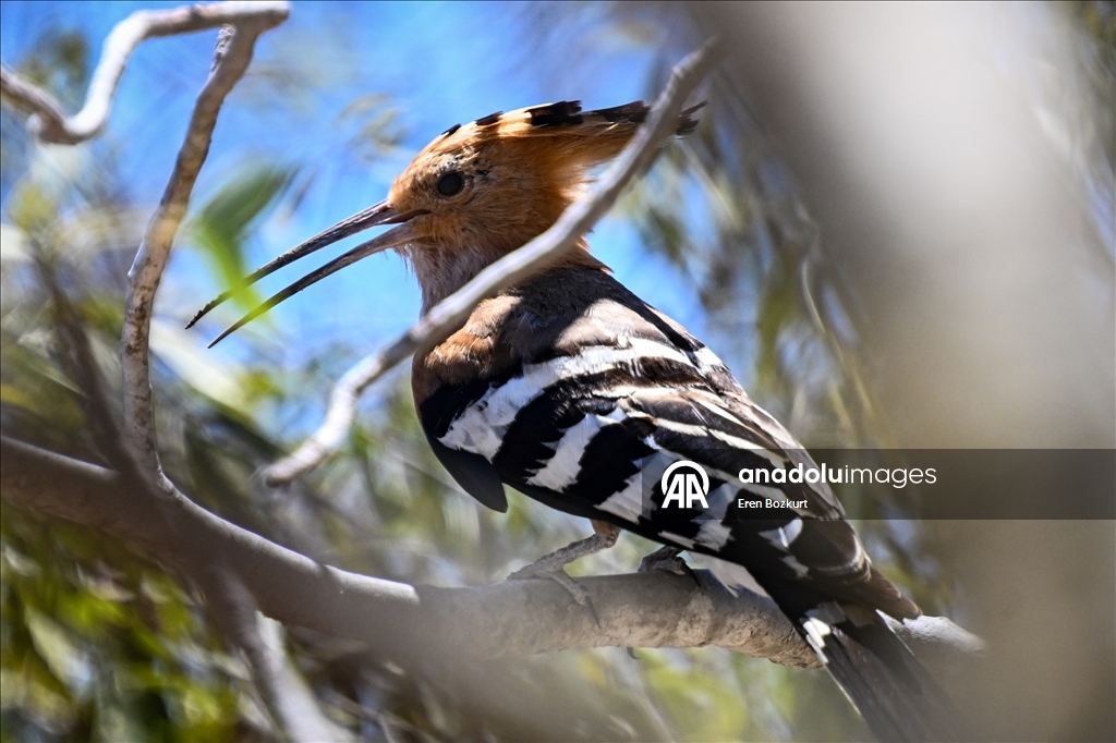 Madagaskar'ın kuş türleri doğaseverlerin beğenisini topluyor