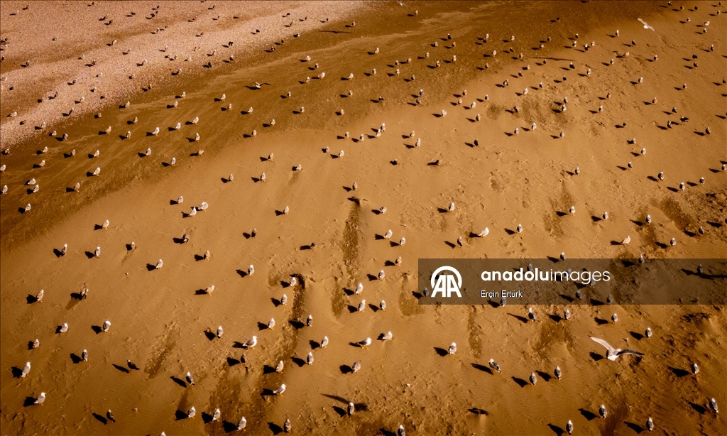 Seagulls, the emblematic birds of Turkiye’s Sinop