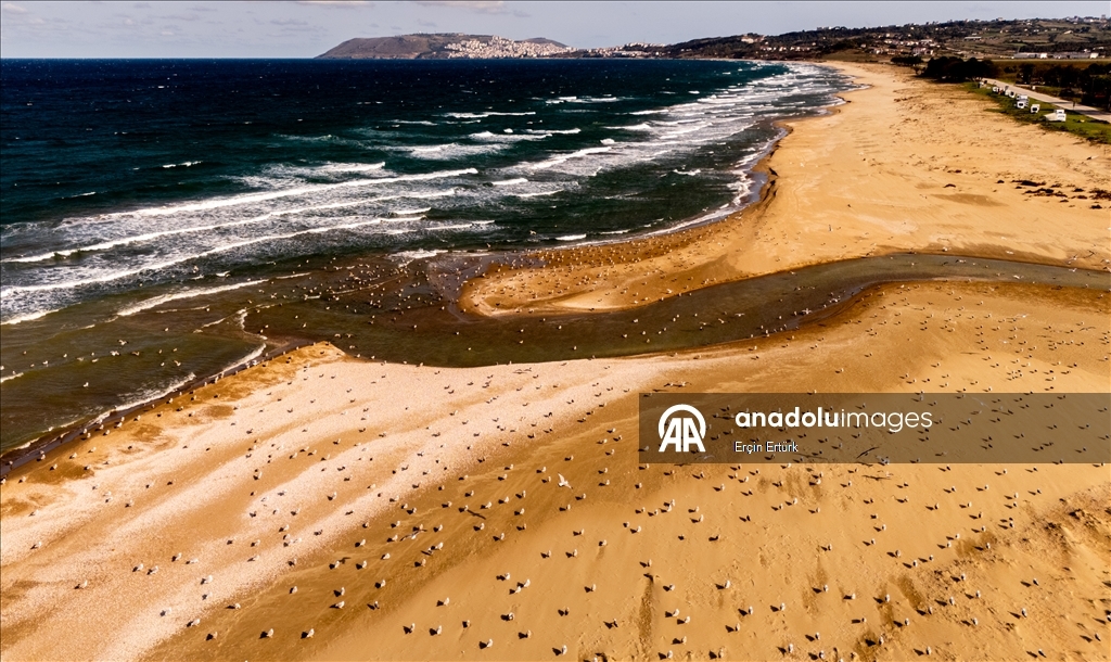Seagulls, the emblematic birds of Turkiye’s Sinop