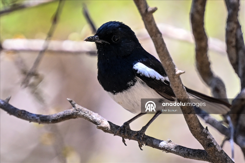 Madagaskar'ın kuş türleri doğaseverlerin beğenisini topluyor