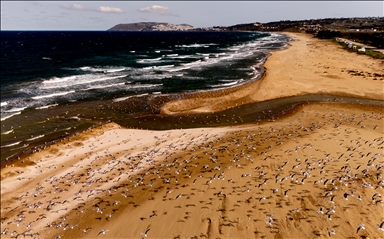 Seagulls, the emblematic birds of Turkiye’s Sinop