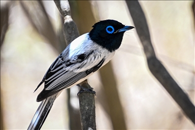 Bird species of Madagascar attract nature enthusiasts