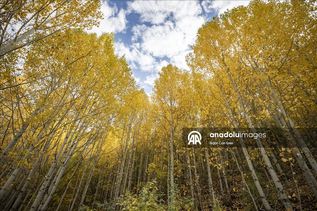 Tunceli'nin zirvelerindeki ormanlar güz renklerine büründü