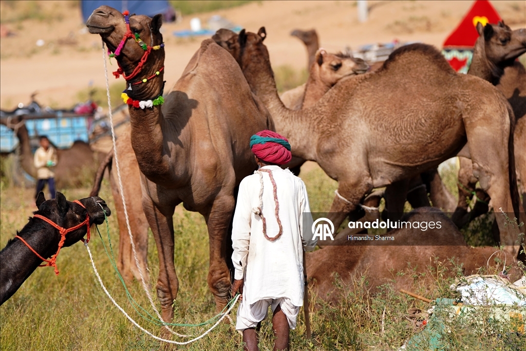 Hindistan'da geleneksel Pushkar Deve Festivali düzenlendi