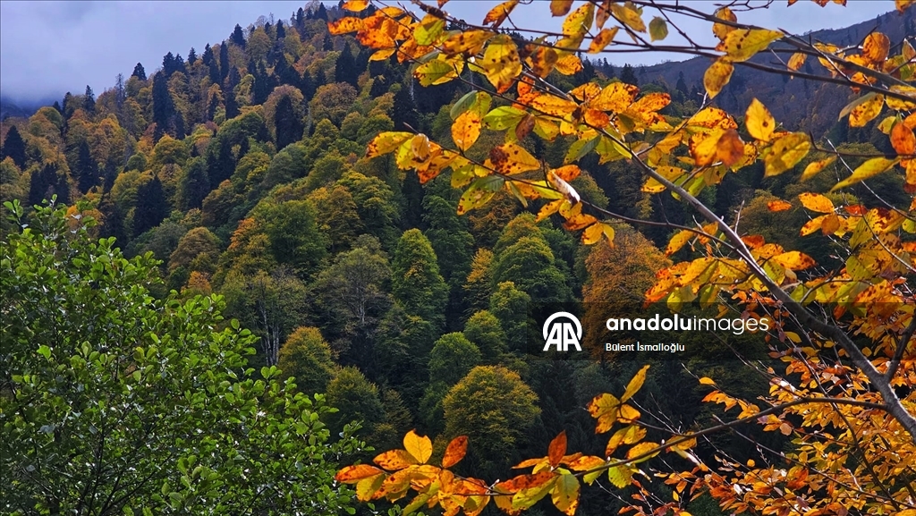 Rize'de Ayder Yaylası'nda sonbahar renkleri hakim oldu
