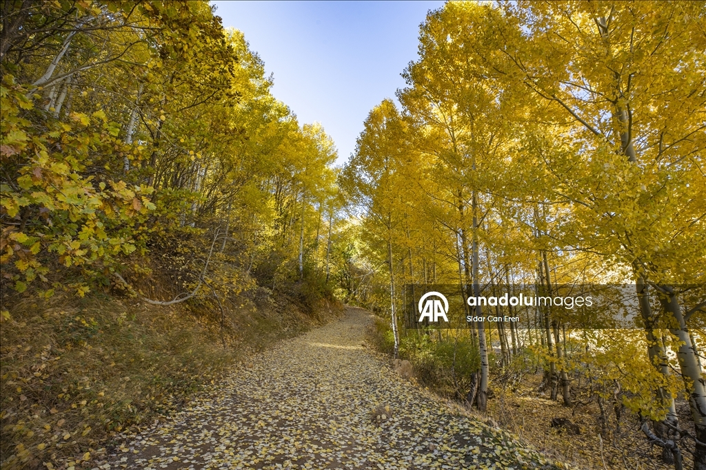 Tunceli'nin zirvelerindeki ormanlar güz renklerine büründü
