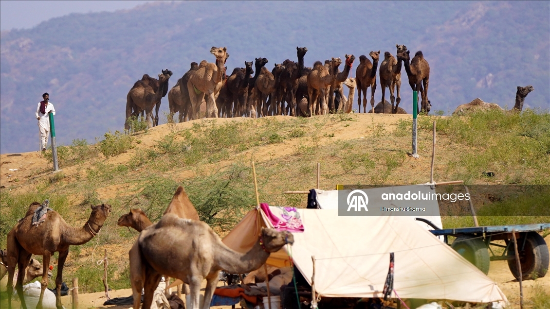 Hindistan'da geleneksel Pushkar Deve Festivali düzenlendi