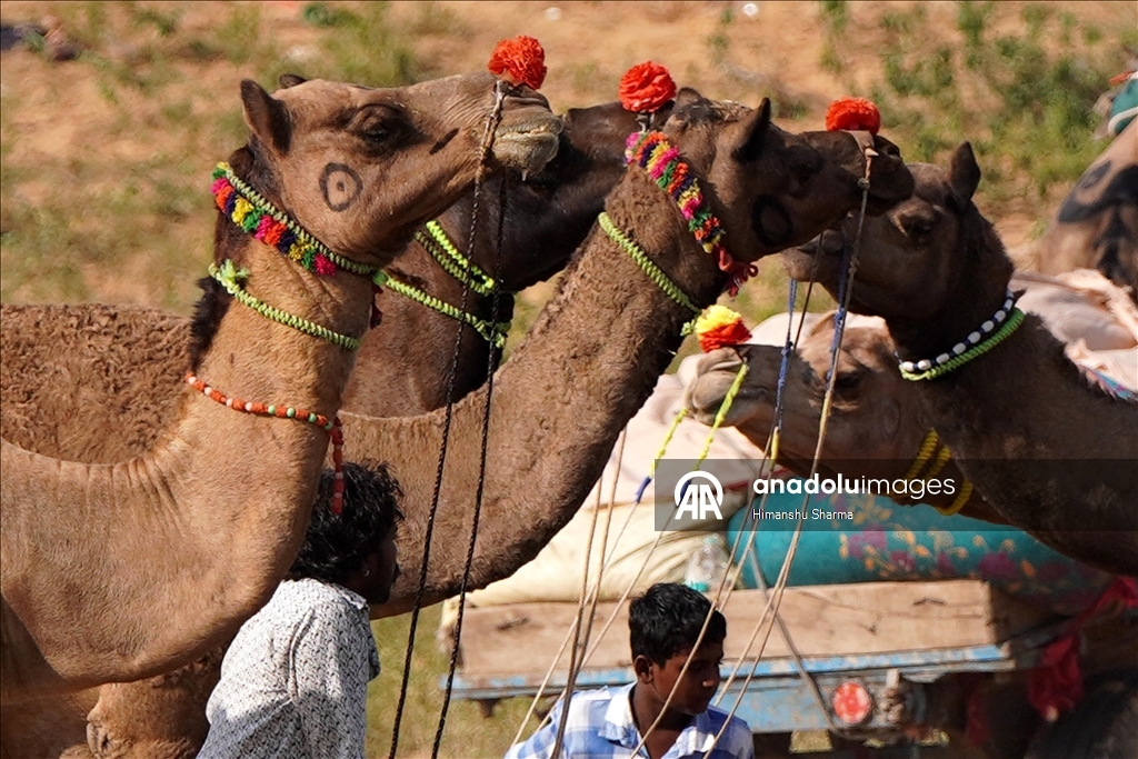 Hindistan'da geleneksel Pushkar Deve Festivali düzenlendi