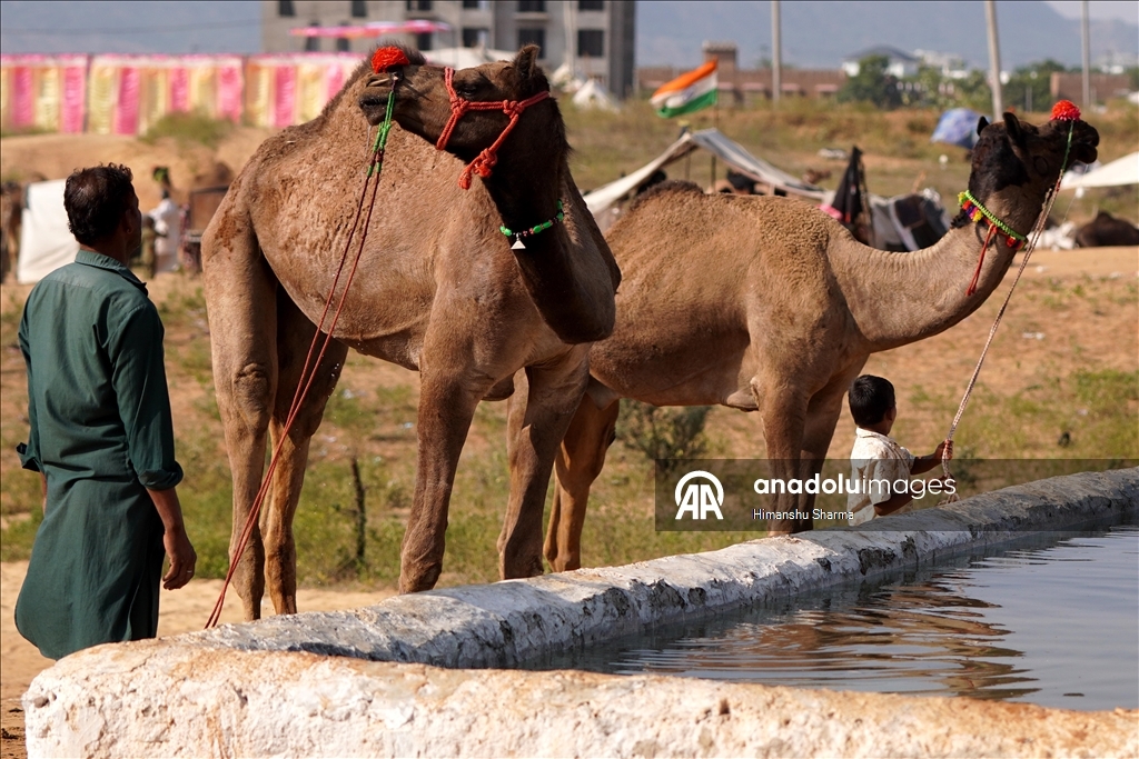 Hindistan'da geleneksel Pushkar Deve Festivali düzenlendi