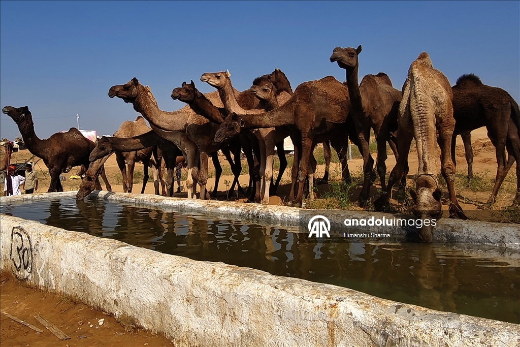 Hindistan'da geleneksel Pushkar Deve Festivali düzenlendi